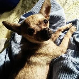 Meet your Posher, Leslie